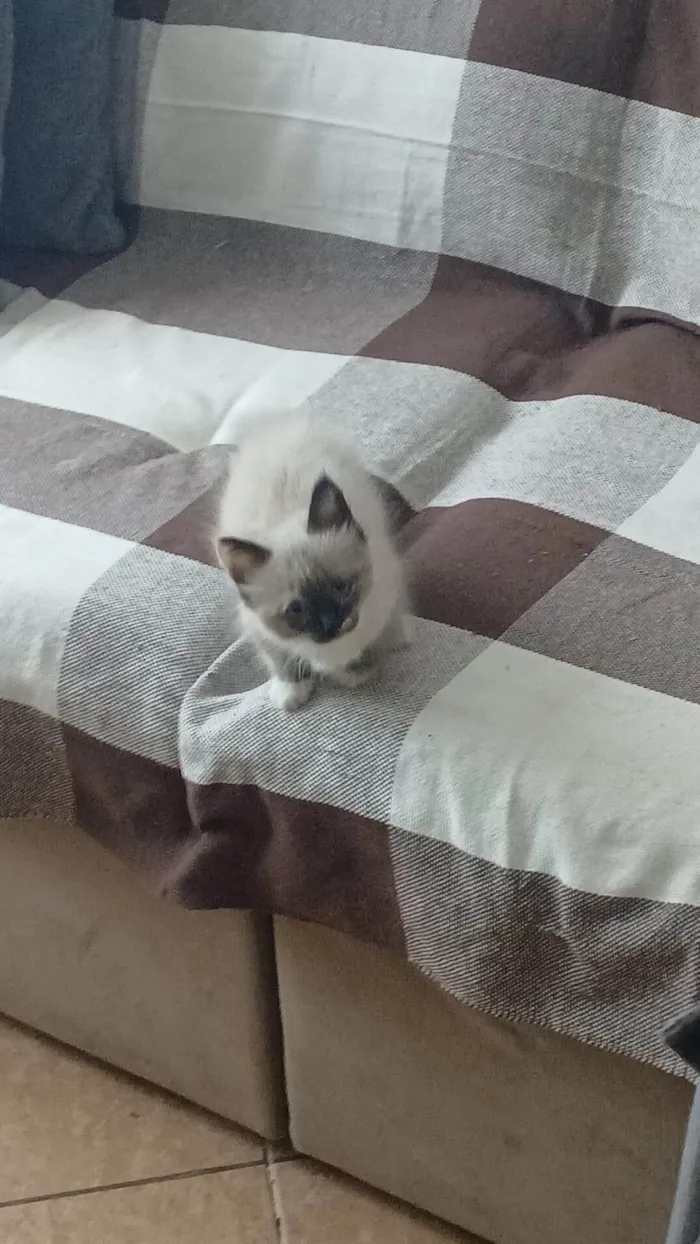 Gato ra a SRD-ViraLata idade 2 a 6 meses nome Aurora