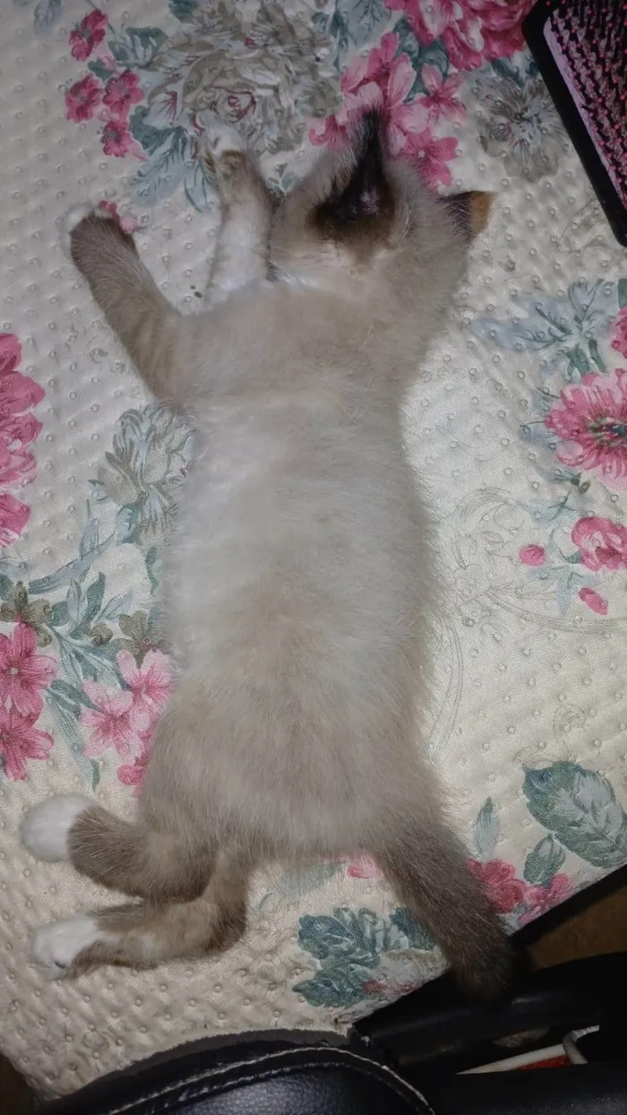 Gato ra a SRD-ViraLata idade 2 a 6 meses nome Aurora