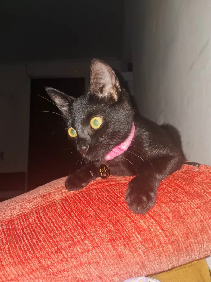Gato ra a SRD-ViraLata idade 2 a 6 meses nome Lua