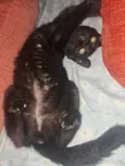 Lua