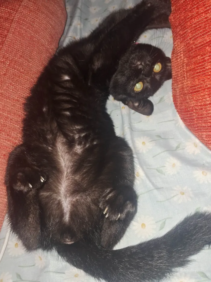 Gato ra a SRD-ViraLata idade 2 a 6 meses nome Lua