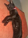 Lua