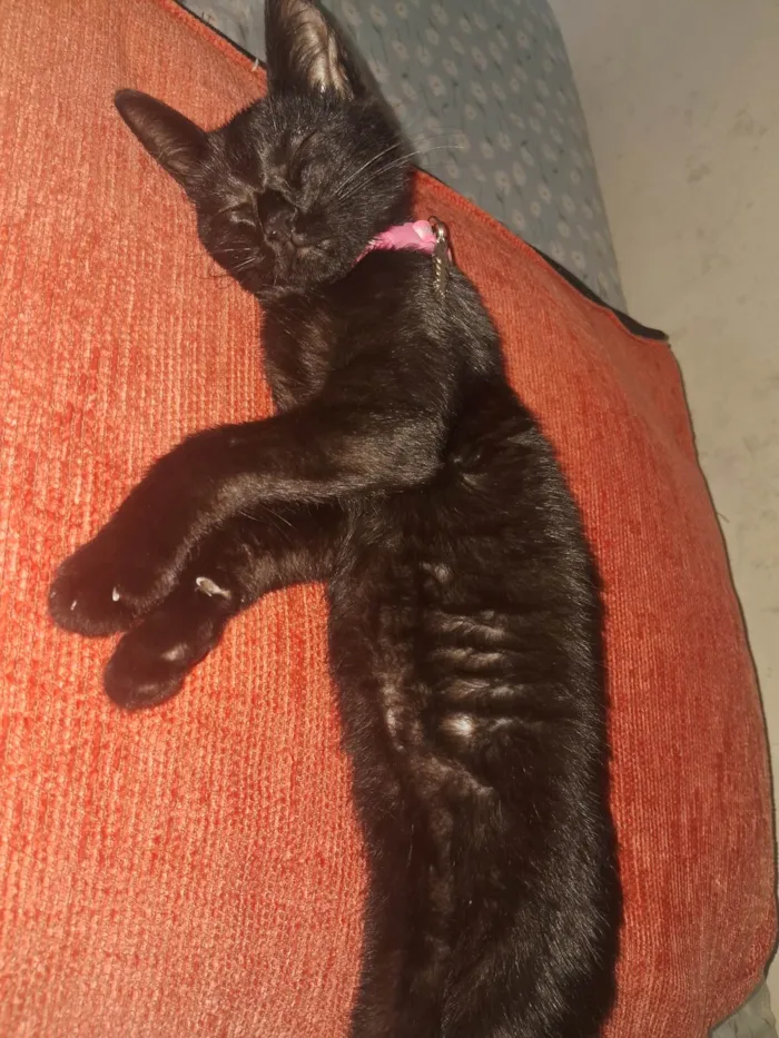 Gato ra a SRD-ViraLata idade 2 a 6 meses nome Lua