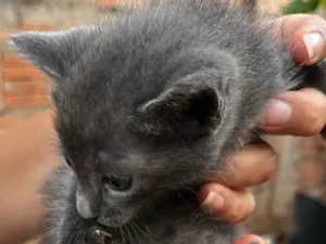 Gato raça SRD-ViraLata idade Abaixo de 2 meses nome THICYANE DE PAIVA SANTANA