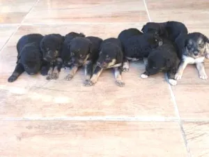 Cachorro raça SRD-ViraLata idade Abaixo de 2 meses nome Filhotes 