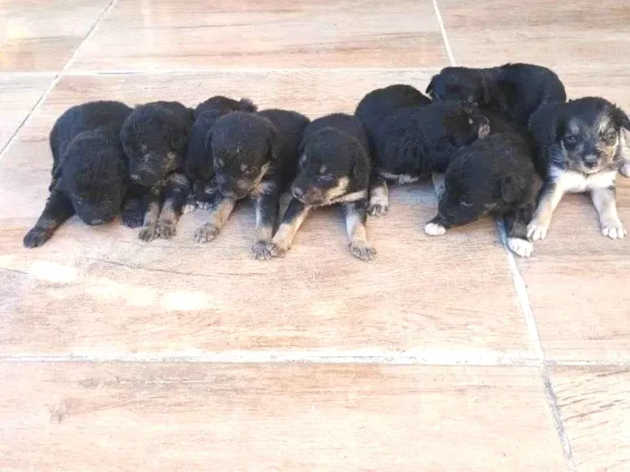 Cachorro ra a SRD-ViraLata idade Abaixo de 2 meses nome Filhotes