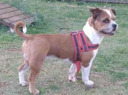 Cachorro raça SRD-ViraLata idade 1 ano nome EDNA SILVA DE ARAUJO