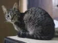 Moskita