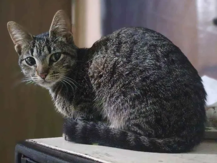 Gato ra a SRD-ViraLata idade 7 a 11 meses nome Moskita