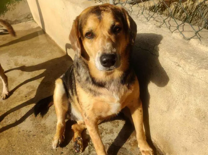 Cachorro raça SRD-ViraLata idade 2 anos nome Kevin