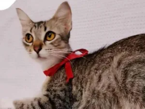 Gato raça SRD-ViraLata idade 1 ano nome Margarida