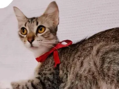 Gato raça SRD-ViraLata idade 1 ano nome Margarida