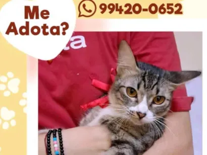 Gato raça SRD-ViraLata idade 1 ano nome Sra. Bigodes