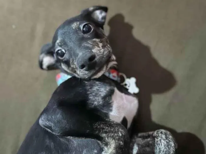 Cachorro raça SRD-ViraLata idade 1 ano nome Nescau 