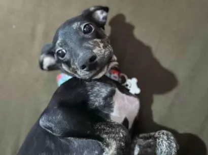 Cachorro raça SRD-ViraLata idade 1 ano nome Nescau