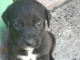 Filhotes d labrador