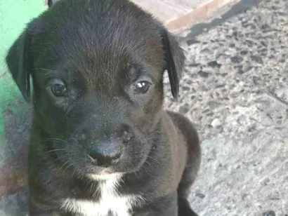 Cachorro raça Labrador idade 2 a 6 meses nome Filhotes d labrador
