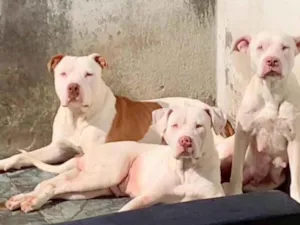 Cachorro raça Pit-Bull idade 3 anos nome Canja 