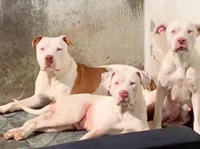 Cachorro raça Pit-Bull idade 3 anos nome Canja