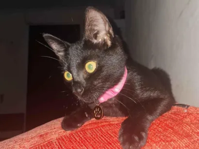 Gato raça SRD-ViraLata idade 2 a 6 meses nome Lua