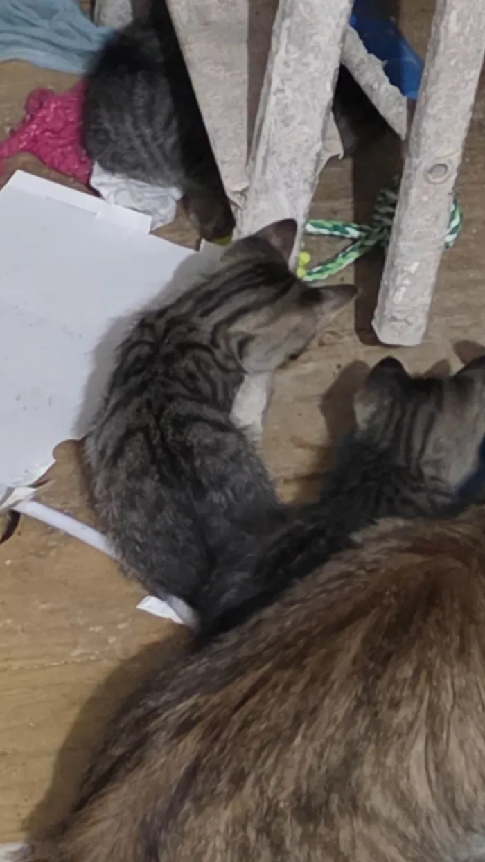 Gato ra a SRD-ViraLata idade Abaixo de 2 meses nome Filhote