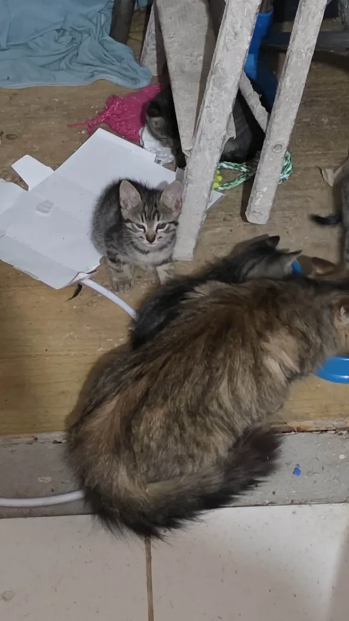 Gato ra a SRD-ViraLata idade Abaixo de 2 meses nome Filhote