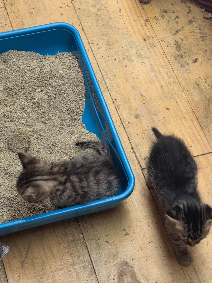 Gato ra a SRD-ViraLata idade Abaixo de 2 meses nome Filhote