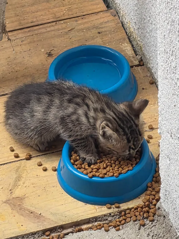 Gato ra a SRD-ViraLata idade Abaixo de 2 meses nome Filhote