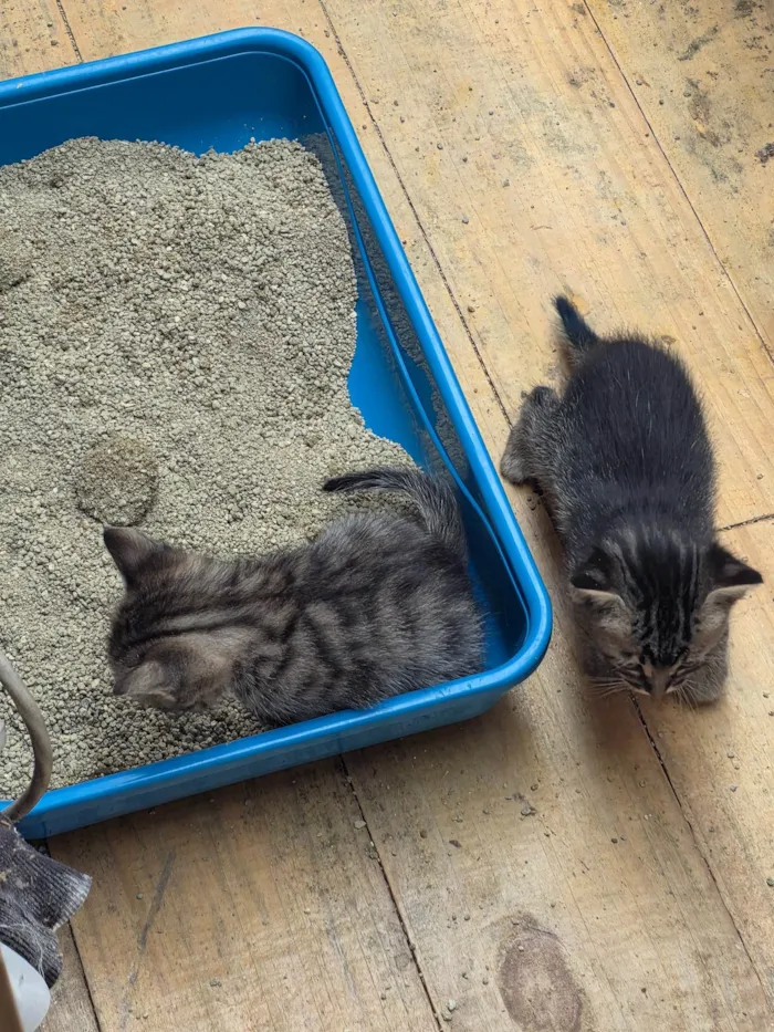 Gato ra a SRD-ViraLata idade Abaixo de 2 meses nome Filhote
