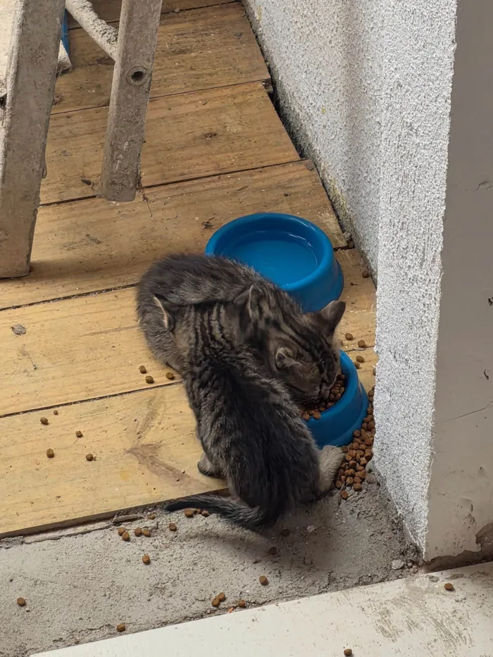 Gato ra a SRD-ViraLata idade Abaixo de 2 meses nome Filhote