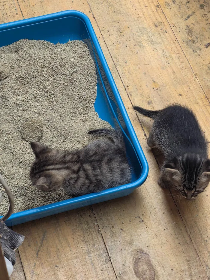 Gato ra a SRD-ViraLata idade Abaixo de 2 meses nome Filhote