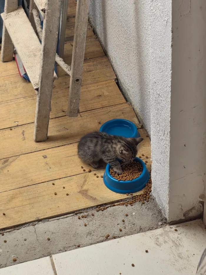 Gato ra a SRD-ViraLata idade Abaixo de 2 meses nome Filhote