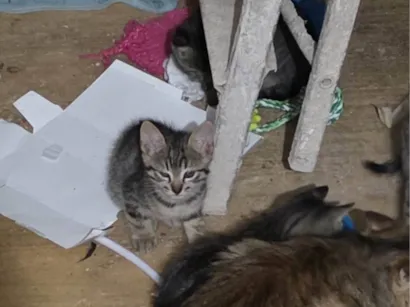 Gato raça SRD-ViraLata idade Abaixo de 2 meses nome Filhote 