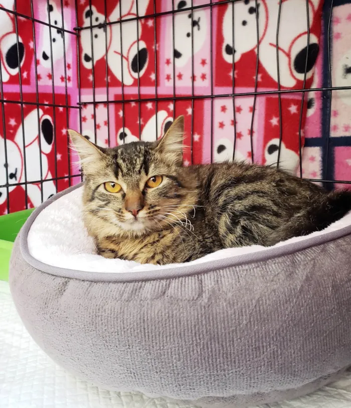 Gato ra a SRD-ViraLata idade 7 a 11 meses nome Jujuba