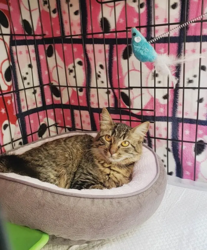 Gato ra a SRD-ViraLata idade 7 a 11 meses nome Jujuba