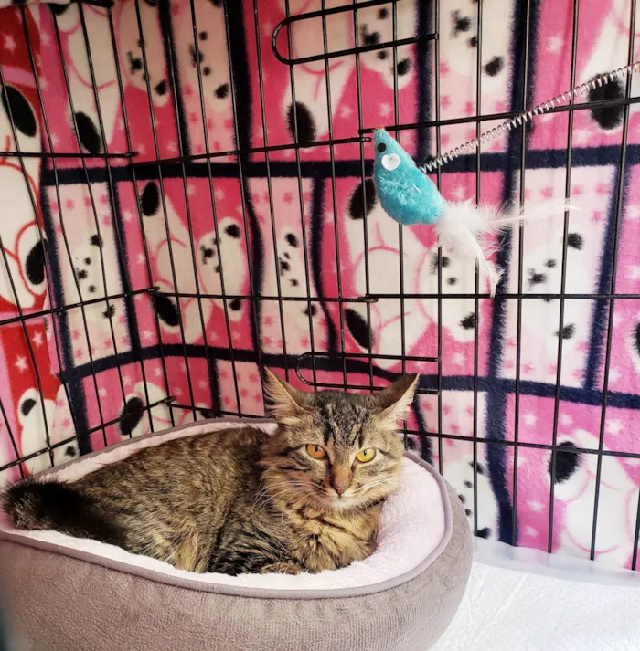 Gato ra a SRD-ViraLata idade 7 a 11 meses nome Jujuba