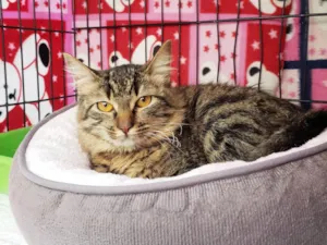Gato raça SRD-ViraLata idade 7 a 11 meses nome Jujuba