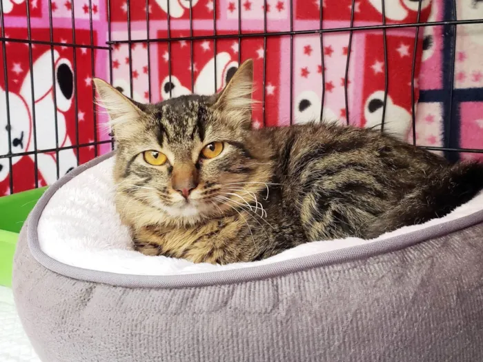 Gato ra a SRD-ViraLata idade 7 a 11 meses nome Jujuba