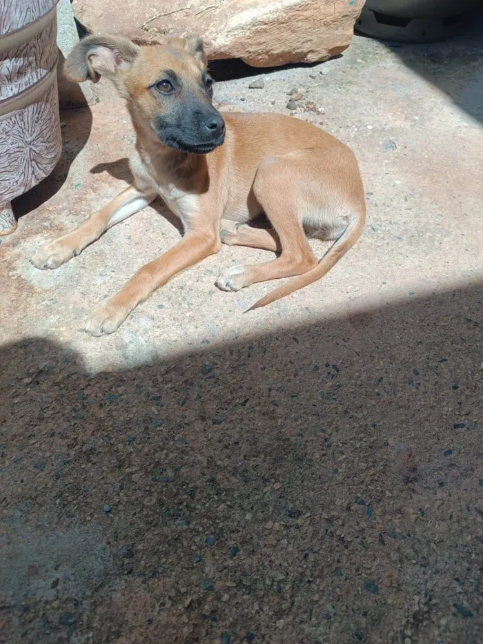 Cachorro ra a SRD-ViraLata idade 2 a 6 meses nome Sem nome