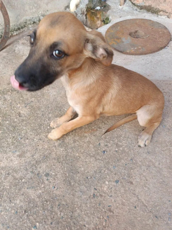 Cachorro ra a SRD-ViraLata idade 2 a 6 meses nome Sem nome