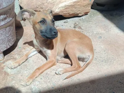Cachorro raça SRD-ViraLata idade 2 a 6 meses nome Sem nome 