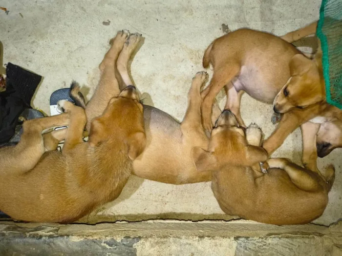Cachorro ra a SRD-ViraLata idade 2 a 6 meses nome Rabo cotó