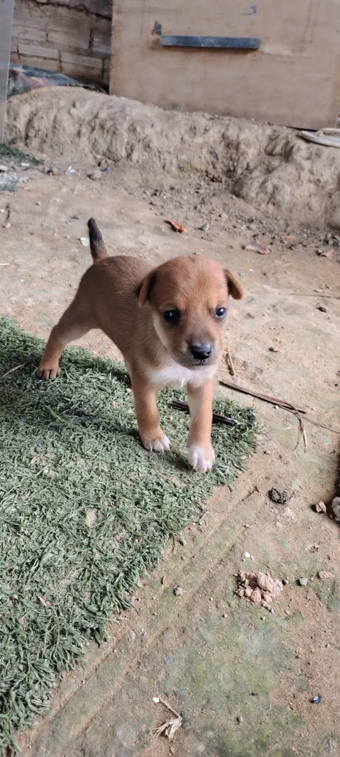 Cachorro ra a SRD-ViraLata idade 2 a 6 meses nome Rabo cotó