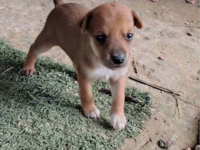Cachorro raça SRD-ViraLata idade 2 a 6 meses nome Rabo cotó