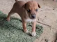 Rabo cotó
