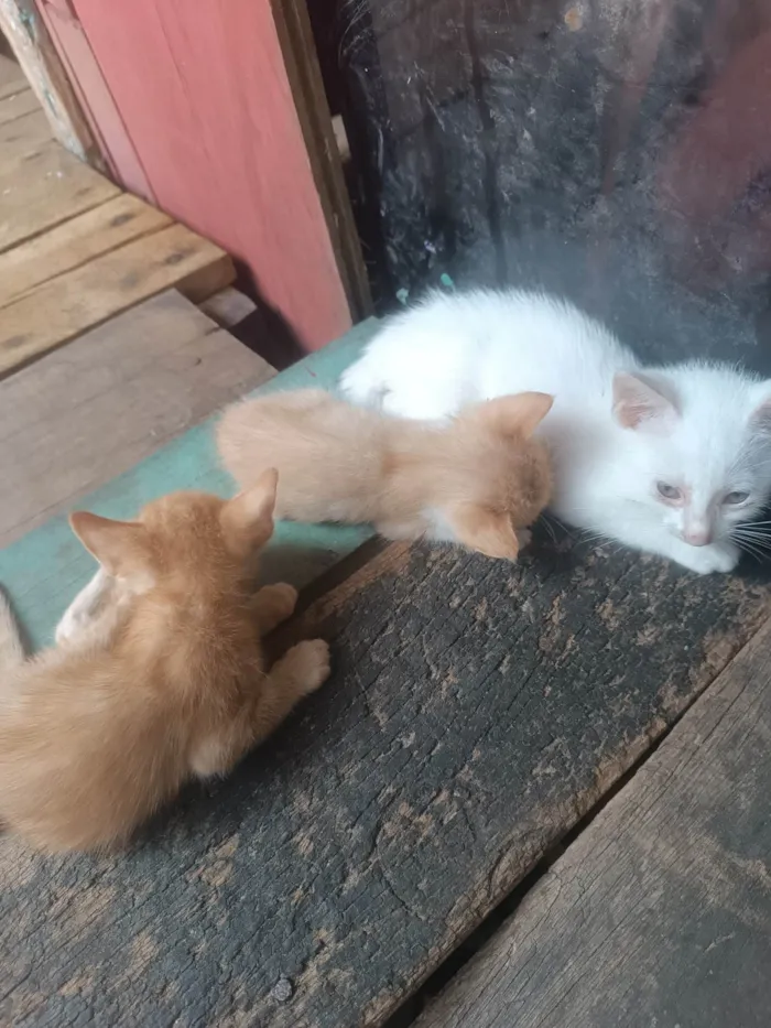 Gato ra a SRD-ViraLata idade Abaixo de 2 meses nome Bolinha