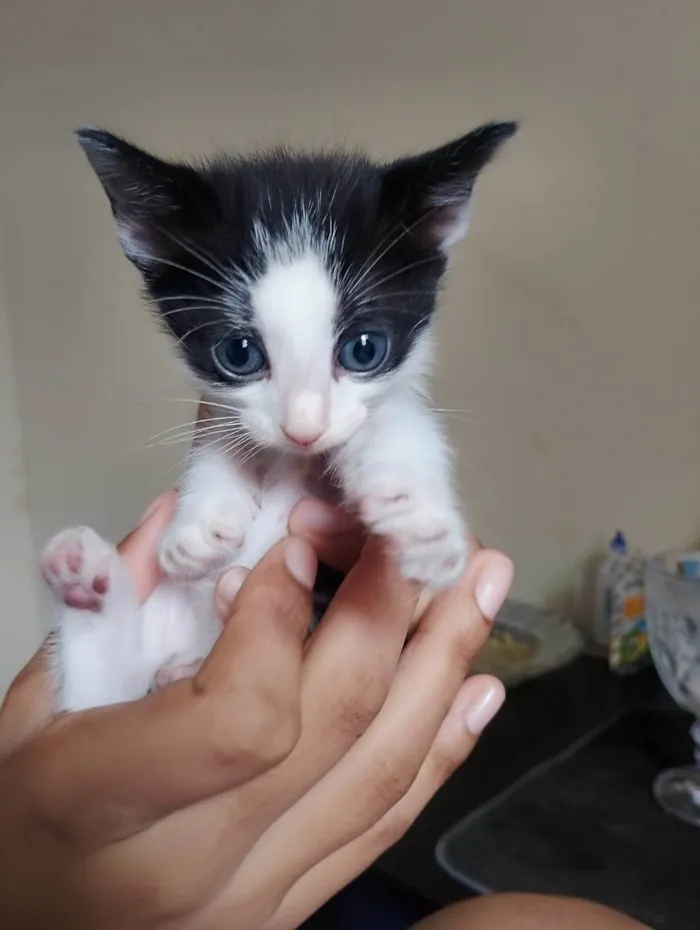 Gato ra a SRD-ViraLata idade Abaixo de 2 meses nome Filhote frajola