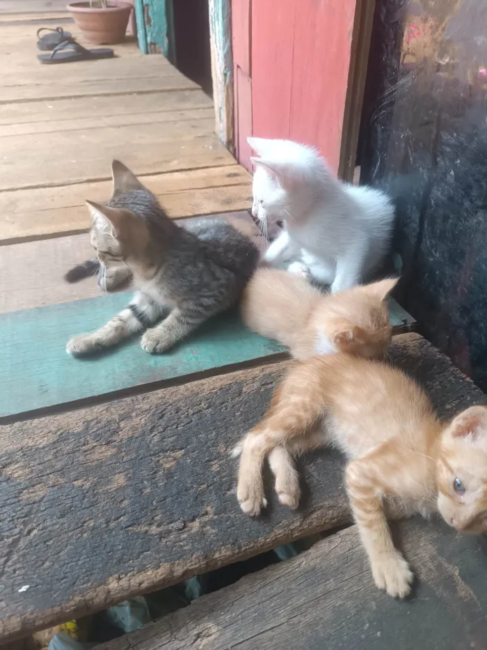Gato ra a SRD-ViraLata idade Abaixo de 2 meses nome Bolinha