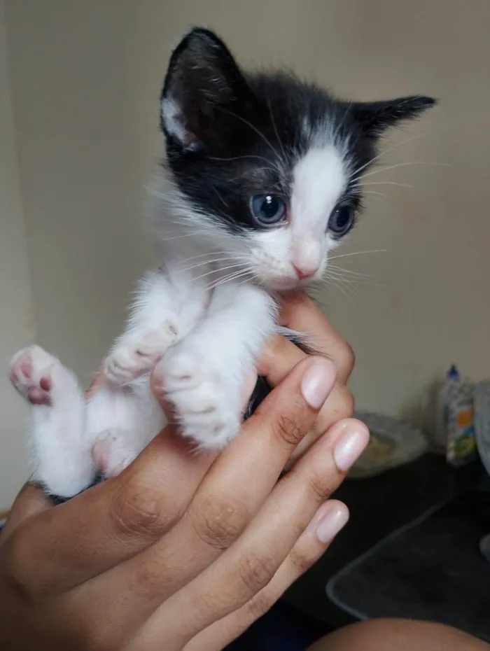 Gato ra a SRD-ViraLata idade Abaixo de 2 meses nome Filhote frajola