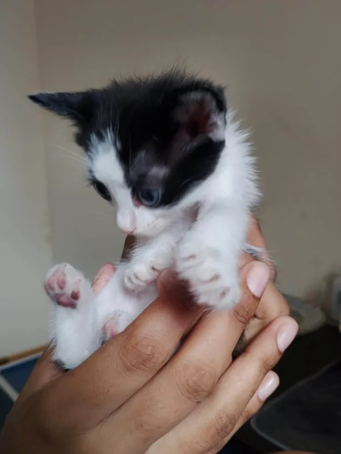 Gato ra a SRD-ViraLata idade Abaixo de 2 meses nome Filhote frajola